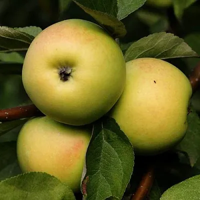 Яблоня ДАНИЛА  Яблоня ДАНИЛА в Одинцове