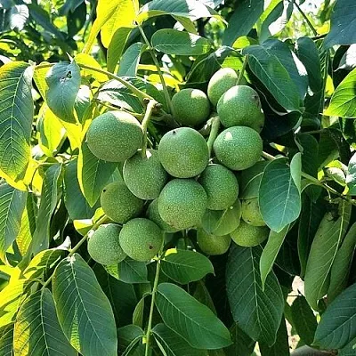 Грецкий орех  ИЗЯЩНЫЙ  Грецкий орех  ИЗЯЩНЫЙ в Одинцове