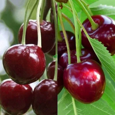 Комплект ВИШНЕВЫЙ ТАНДЕМ в Одинцове