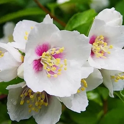 Жасмин БЕЛЬ ЭТУАЛЬ  Жасмин БЕЛЬ ЭТУАЛЬ в Одинцове