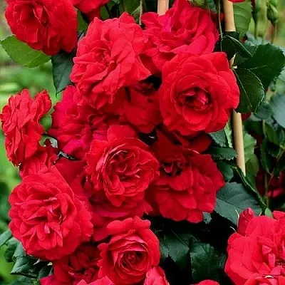 Саженцы роз АМАДЕУС плетистая  Саженцы роз АМАДЕУС плетистая в Одинцове