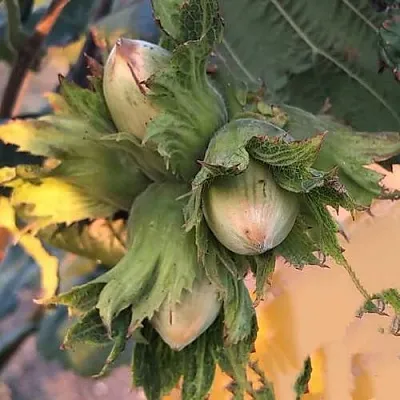 саженцы фундука саженцы фундука