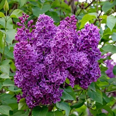 Сирень СУМЕРКИ  Сирень СУМЕРКИ в Одинцове