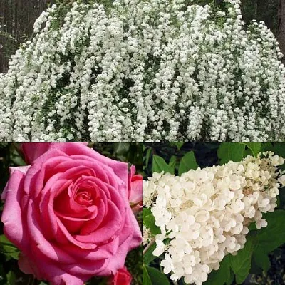 Комплект ВЕЧНАЯ КЛАССИКА в Одинцове