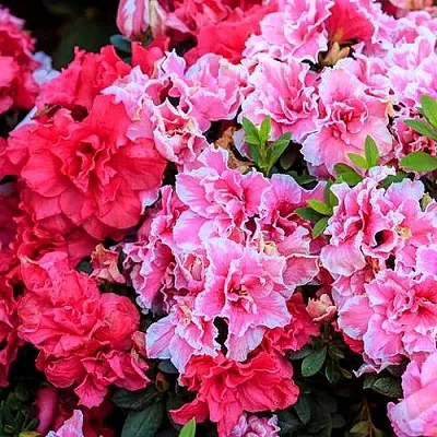 Декоративные растения  Декоративные растения в Одинцове