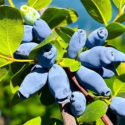 Жимолость съедобная АВРОРА  Жимолость съедобная АВРОРА в Одинцове