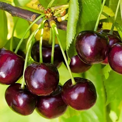 Черешня ИПУТЬ в Одинцове