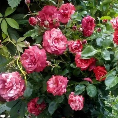 Саженцы роз БРАУНИ плетистая — описание сорта Саженцы роз БРАУНИ плетистая в Одинцове