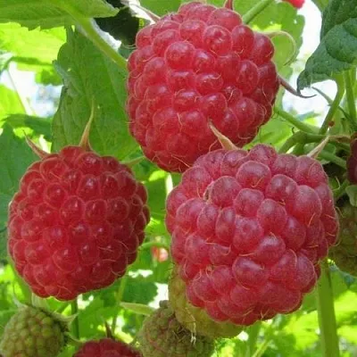 Малина НОВОСТЬ КУЗЬМИНА   Малина НОВОСТЬ КУЗЬМИНА  в Одинцове