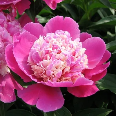 Пион КОРА СТАББС травянистый  Пион КОРА СТАББС травянистый в Одинцове