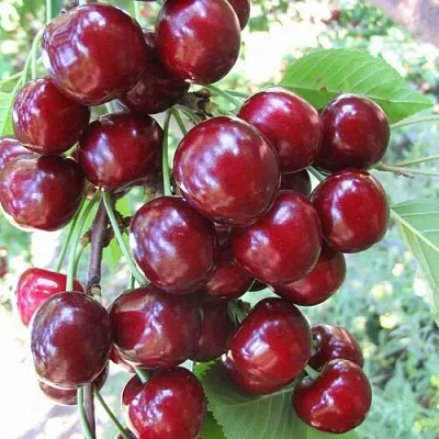 Черешня ОДРИНКА в Одинцове