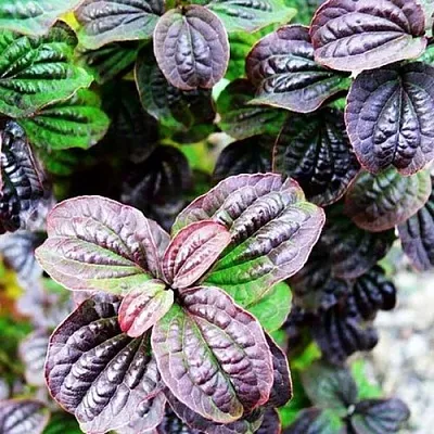 дерен КОМПРЕССА кроваво-красный  дерен КОМПРЕССА кроваво-красный в Одинцове