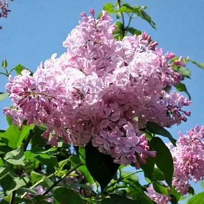 Сирень БУФФОН  Сирень БУФФОН в Одинцове