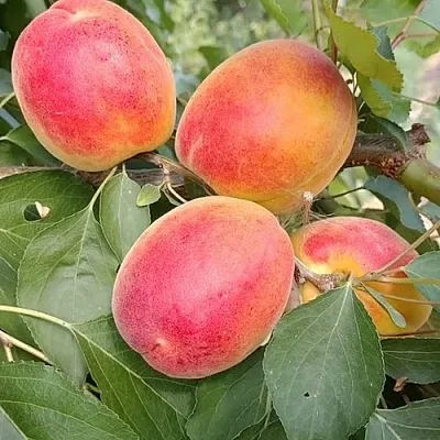 Абрикос ОСОБЕННЫЙ ДЕНИСЮКА  Абрикос ОСОБЕННЫЙ ДЕНИСЮКА в Одинцове