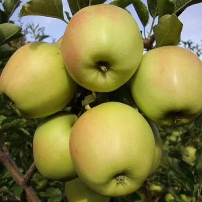 Яблоня СКИФСКОЕ ЗОЛОТО  Яблоня СКИФСКОЕ ЗОЛОТО в Одинцове