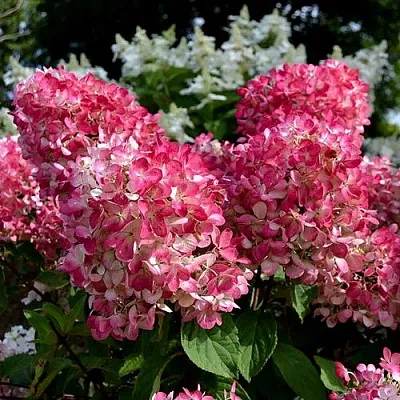 Гортензия ПИНК ДАЙМОНД метельчатая  Гортензия ПИНК ДАЙМОНД метельчатая в Одинцове
