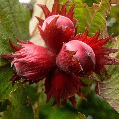 Фундук  Фундук в Одинцове