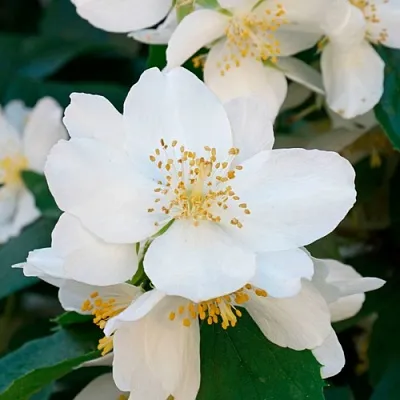 Жасмин ЮСТИНКА  Жасмин ЮСТИНКА в Одинцове