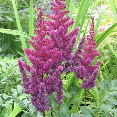 Астильба КАРАОКЕ ПАРТИ китайская  Астильба КАРАОКЕ ПАРТИ китайская в Одинцове