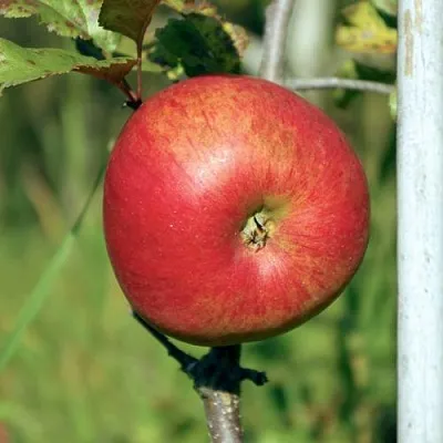 Яблоня ДЫЯМЕНТ  Яблоня ДЫЯМЕНТ в Одинцове