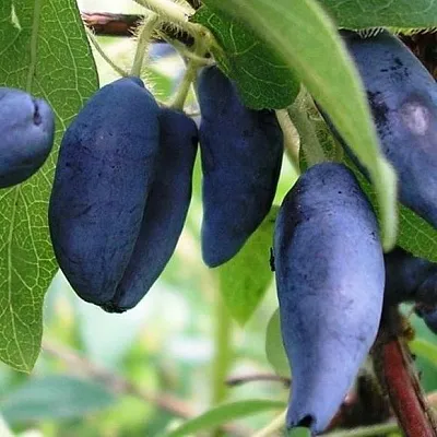 Жимолость съедобная  Жимолость съедобная в Одинцове