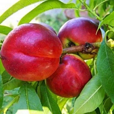 Нектарин  Нектарин в Одинцове