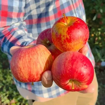 Яблоня КРАСАВИТА  Яблоня КРАСАВИТА в Одинцове