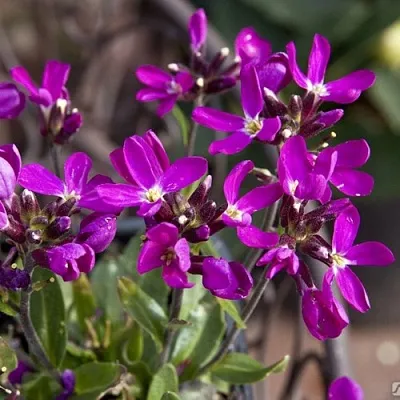 Арабис РОУЗ делайт  Арабис РОУЗ делайт в Одинцове