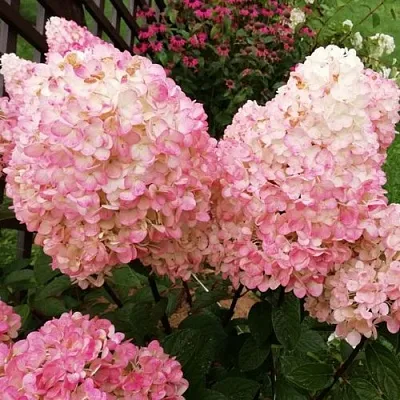 Гортензия МЭДЖИКАЛ КЭНДЛ метельчатая  Гортензия МЭДЖИКАЛ КЭНДЛ метельчатая в Одинцове