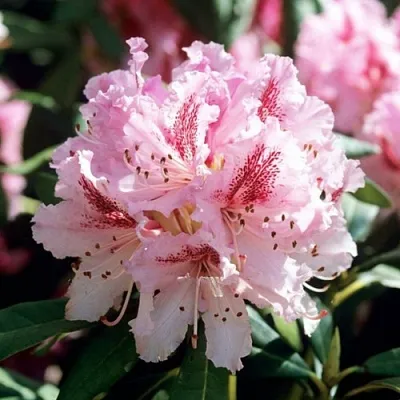 Рододендрон ЧИР  Рододендрон ЧИР в Одинцове