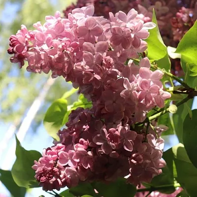 Сирень МЕДОВЫЙ СПАС  Сирень МЕДОВЫЙ СПАС в Одинцове