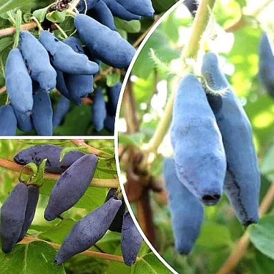 Комплект СЛАДКИЕ ХИТЫ в Одинцове