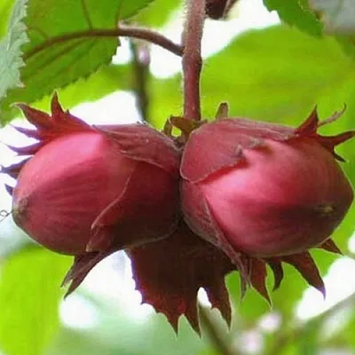 Фундук АЙВЕНГО  Фундук АЙВЕНГО в Одинцове