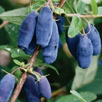 Жимолость съедобная ЛАЗУРНАЯ  Жимолость съедобная ЛАЗУРНАЯ в Одинцове