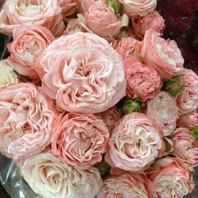 Саженцы роз МАДАМ БОМБАСТИК спрей  Саженцы роз МАДАМ БОМБАСТИК спрей в Одинцове