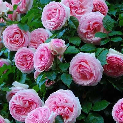 Саженцы роз ПЬЕР ДЕ РОНСАР плетистая  Саженцы роз ПЬЕР ДЕ РОНСАР плетистая в Одинцове