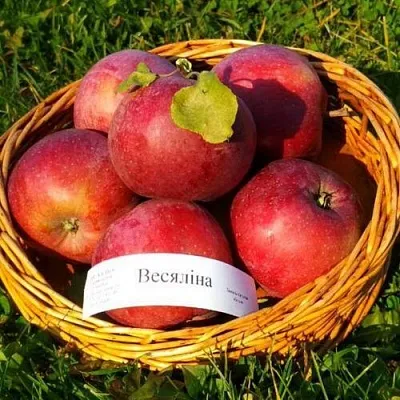 Яблоня ВЕСЯЛИНА  Яблоня ВЕСЯЛИНА в Одинцове