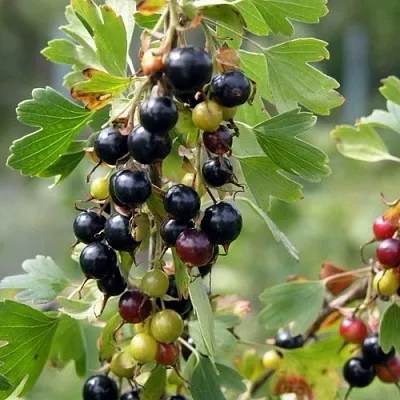 Смородина золотистая ПЛОТНОМЯСАЯ  Смородина золотистая ПЛОТНОМЯСАЯ в Одинцове