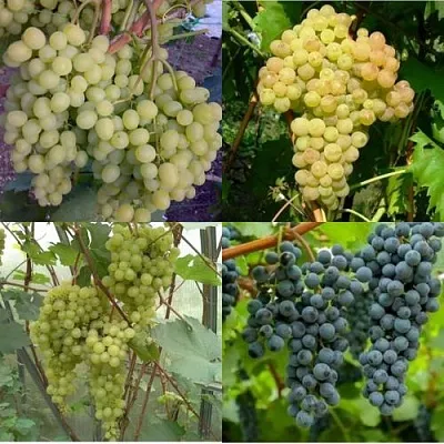 Комплект ВИНОГРАДНАЯ РАДУГА в Одинцове