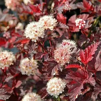 Пузыреплодник ЛЕДИ ИН РЕД  Пузыреплодник ЛЕДИ ИН РЕД в Одинцове