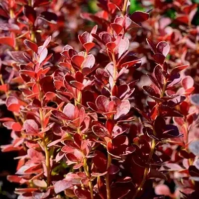 Барбарис ВУЛКАНО тунберга в Одинцове