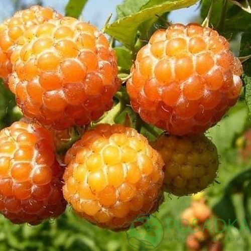 Малина КУМБЕРЛЕНД желтая в Одинцове