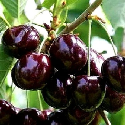 Черешня ДОНЕЦКИЙ УГОЛЁК в Одинцове