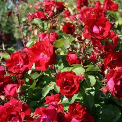 Роза ЧАМПЛЕЙН флорибунда в Одинцове