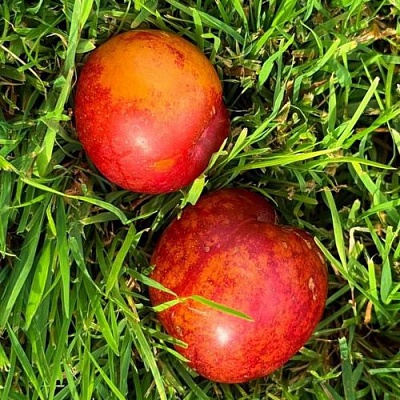 Шарафуга НЕКТАРИННАЯ в Одинцове