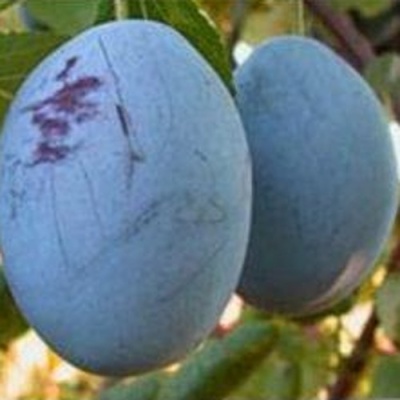 Слива ОДА в Одинцове