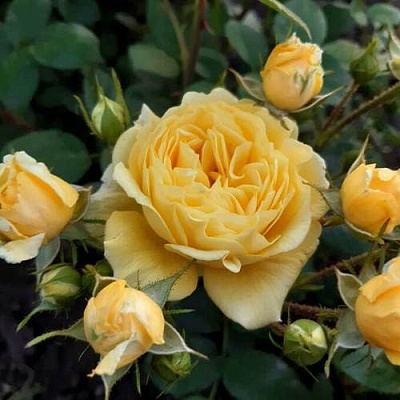 Роза флорибунда в Одинцове