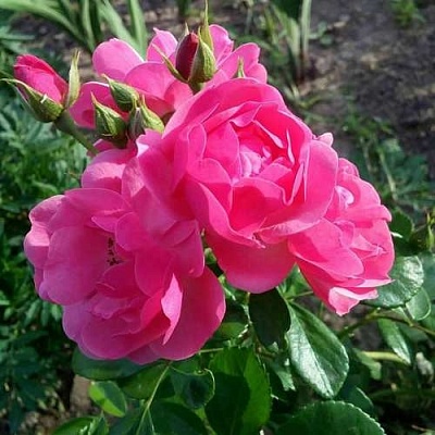 Роза АНГЕЛА флорибунда в Одинцове