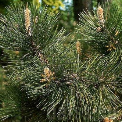 Сосна черная в Одинцове