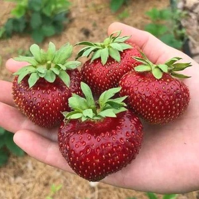 Клубника МАЛЬВИНА в Одинцове